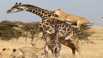 3 DAYS AMBOSELI