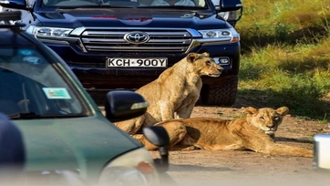 4 Day Amazing Luxury Safari to Nakuru and Mara