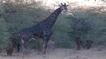 5 Day Luxury Safari
