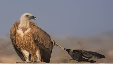 8 days best of kenya safari adventure