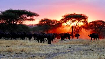 3 Days Arusha National Park, Lake Manyara and Ngorongoro Safari