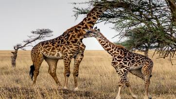 4 Days Arusha National Park, Ngorongoro and Serengeti Safari