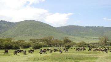 7 days best of Tanzania safari